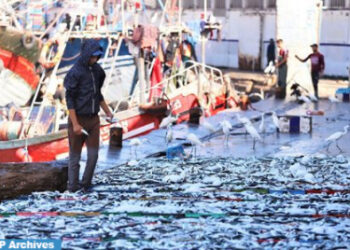 ميناء المهدية: انخفاض الكميات المفرغة من منتجات الصيد البحري بـ33 في المائة عند متم شهر ماي الفارط (مكتب)