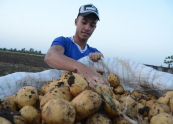 ارتفاع في أسعار البطاطس بمصر.. وتجار يكشفون الأسباب