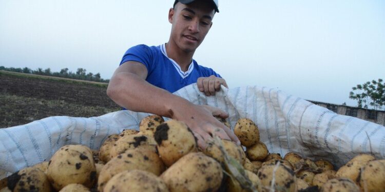 ارتفاع في أسعار البطاطس بمصر.. وتجار يكشفون الأسباب