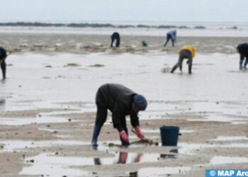 الصويرة: حظر جمع وتسويق المحار بمنطقة أم الطيور – شويكة