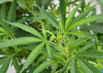 تعبئة قوية للمستفيدين من العفو الملكي للانخراط في الاستراتيجية الجديدة في مجال زراعة القنب الهندي