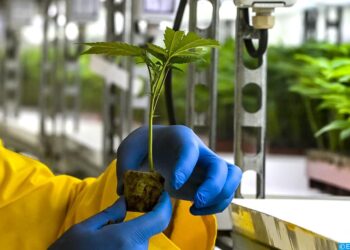 تاونات.. التعاونيات أول المستفيدين من الزراعة المشروعة للقنب الهندي