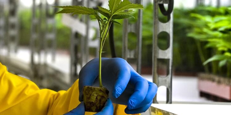 تاونات.. التعاونيات أول المستفيدين من الزراعة المشروعة للقنب الهندي