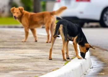 بسبب الكلاب الضالة القبض على والد برلماني