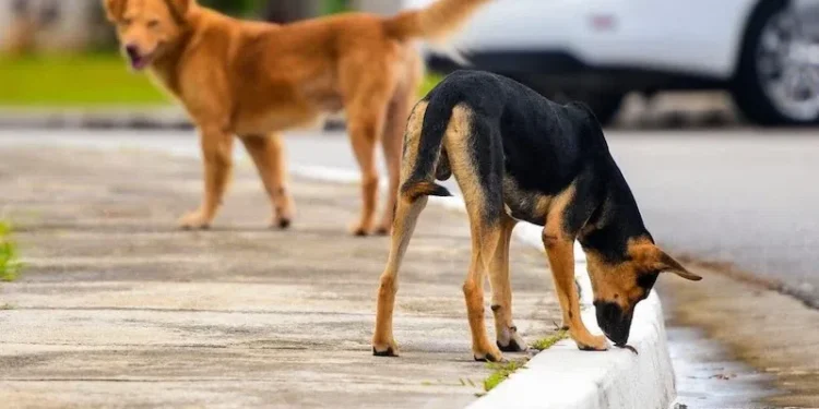 بسبب الكلاب الضالة القبض على والد برلماني
