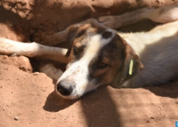 نحو التقليص الدائم لظاهرة الكلاب الضالة بالمغرب