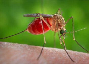 الصحة الإسرائيلية تحدد بؤرا لبعوض يحمل فيروس غرب النيل  .