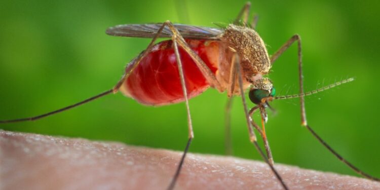 الصحة الإسرائيلية تحدد بؤرا لبعوض يحمل فيروس غرب النيل  .