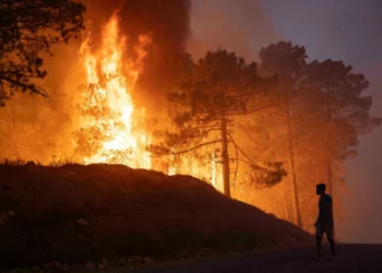 انخفاض ملحوظ في عدد حرائق الغابات والمساحات المتضررة بالمغرب خلال سنة 2024