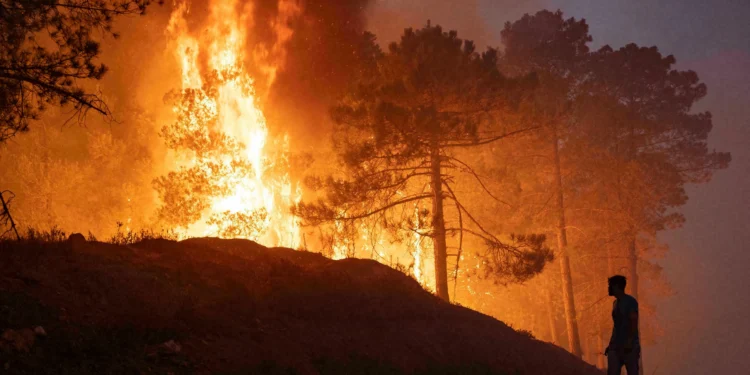 انخفاض ملحوظ في عدد حرائق الغابات والمساحات المتضررة بالمغرب خلال سنة 2024