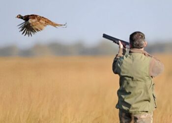 الوكالة الوطنية للمياه والغابات تعزز نظام المراقبة ضد القنص الجائر مع اقتراب موسم القنص الجديد