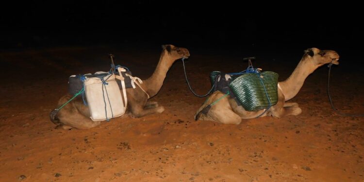 حجز مايقارب 806كلغ من مخدر الشيرا بالحدود الشرقية للمملكة