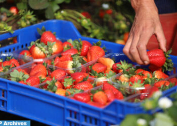 ارتفاع واردات إسبانيا من الفواكه القادمة من المغرب بنسبة 80 بالمائة (وزارة)