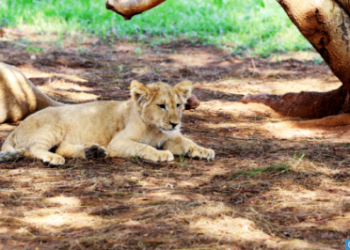 شبل الأطلس الجديد “أزغار” اندمج بسهولة مع مجموعته من الأسود (مسؤول بيطري)