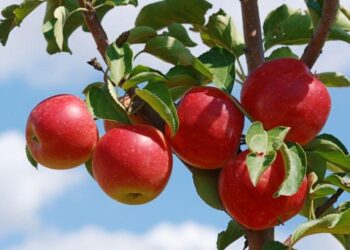 بني ملال-خنيفرة.. محصول التفاح يفوق 59 ألف طن سنة 2023