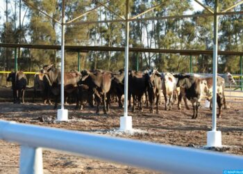 مجلس الحكومة يصادق على مشروع مرسوم بوقف استيفاء رسم الاستيراد المفروض على الأبقار والأغنام الأليفة