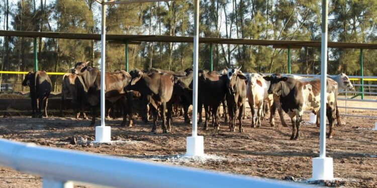 مجلس الحكومة يصادق على مشروع مرسوم بوقف استيفاء رسم الاستيراد المفروض على الأبقار والأغنام الأليفة