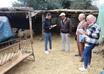 تاونات.. انطلاق عملية الإحصاء العام لقطيع الماشية الوطني 2024