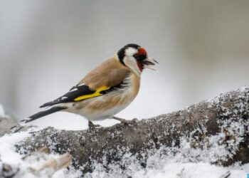 الوكالة الوطنية للمياه والغابات تعزز إجراءات محاربة الاتجار غير المشروع في طائر الحسون