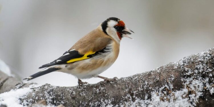 الوكالة الوطنية للمياه والغابات تعزز إجراءات محاربة الاتجار غير المشروع في طائر الحسون