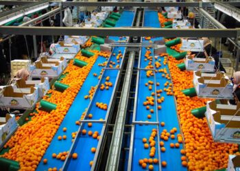 حوض ملوية: الإنتاج المرتقب للحوامض يفوق 192 ألف طن