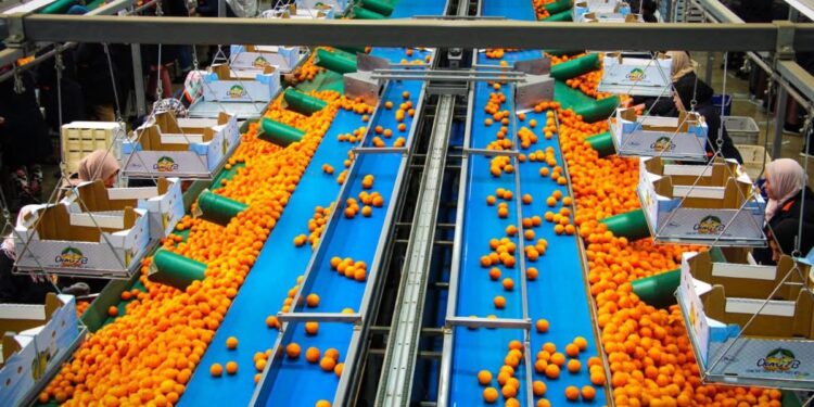 حوض ملوية: الإنتاج المرتقب للحوامض يفوق 192 ألف طن