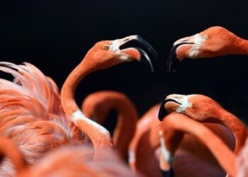 الحرس التونسي ينجح في إحباط عملية تهريب لطيور نادرة إلى الجزائر