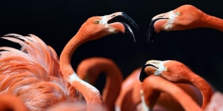 الحرس التونسي ينجح في إحباط عملية تهريب لطيور نادرة إلى الجزائر