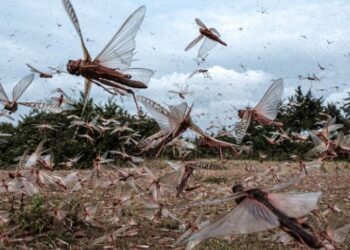 غزو الجراد الجزائري يهدد المغرب! فهل تستعد الحكومة لمواجهة الكارثة؟