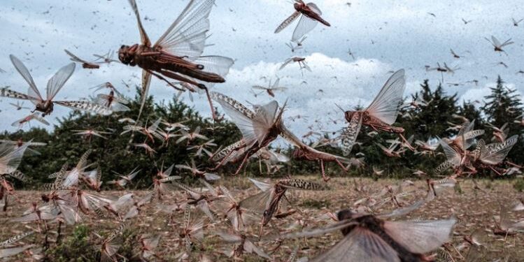 غزو الجراد الجزائري يهدد المغرب! فهل تستعد الحكومة لمواجهة الكارثة؟