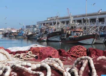 حظر مؤقت لصيد الحبار جنوب سيدي الغازي خلال فترة الراحة البيولوجية الربيعية لصيد الأخطبوط (بلاغ)