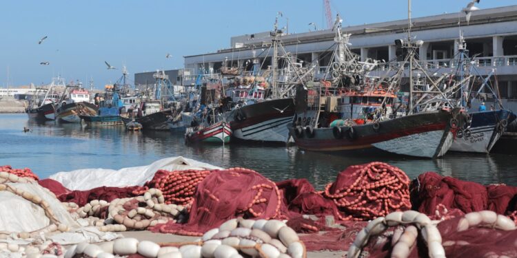 حظر مؤقت لصيد الحبار جنوب سيدي الغازي خلال فترة الراحة البيولوجية الربيعية لصيد الأخطبوط (بلاغ)