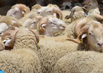 الحكومة تدعم استيراد الأغنام لعيد الأضحى بتكلفة 437 مليون درهم لعامي 2023 و2024
