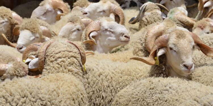 الحكومة تدعم استيراد الأغنام لعيد الأضحى بتكلفة 437 مليون درهم لعامي 2023 و2024