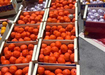 الجمارك والأمن الوطني يحبطان تهريب أزيد من 4 أطنان من الشيرا نحو أوروبا