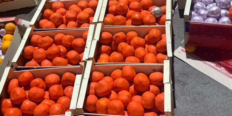 الجمارك والأمن الوطني يحبطان تهريب أزيد من 4 أطنان من الشيرا نحو أوروبا