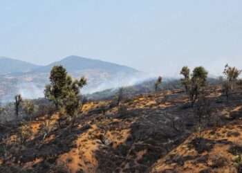شفشاون .. تطويق الحريق الذي شب بغابة دردارة (مسؤول)