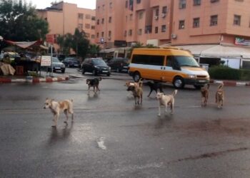 هذه هي ملابسات وفاة شرطي المرور بوجدة بعيداً عن الشائعات