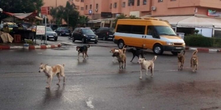 هذه هي ملابسات وفاة شرطي المرور بوجدة بعيداً عن الشائعات