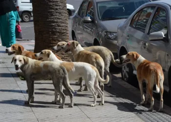 وجدة: ظاهرة انتشار الكلاب الضالة تثير قلق الساكنة ومطالب بتدخل استعجالي