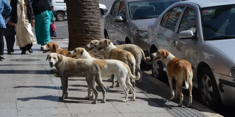 وجدة: ظاهرة انتشار الكلاب الضالة تثير قلق الساكنة ومطالب بتدخل استعجالي