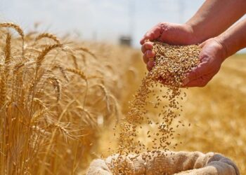 موسم استثنائي للحبوب بالمغرب.. الإنتاج يقترب من 90 مليون قنطار