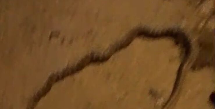 يوم العيد.. حنش عملاق بوجدة